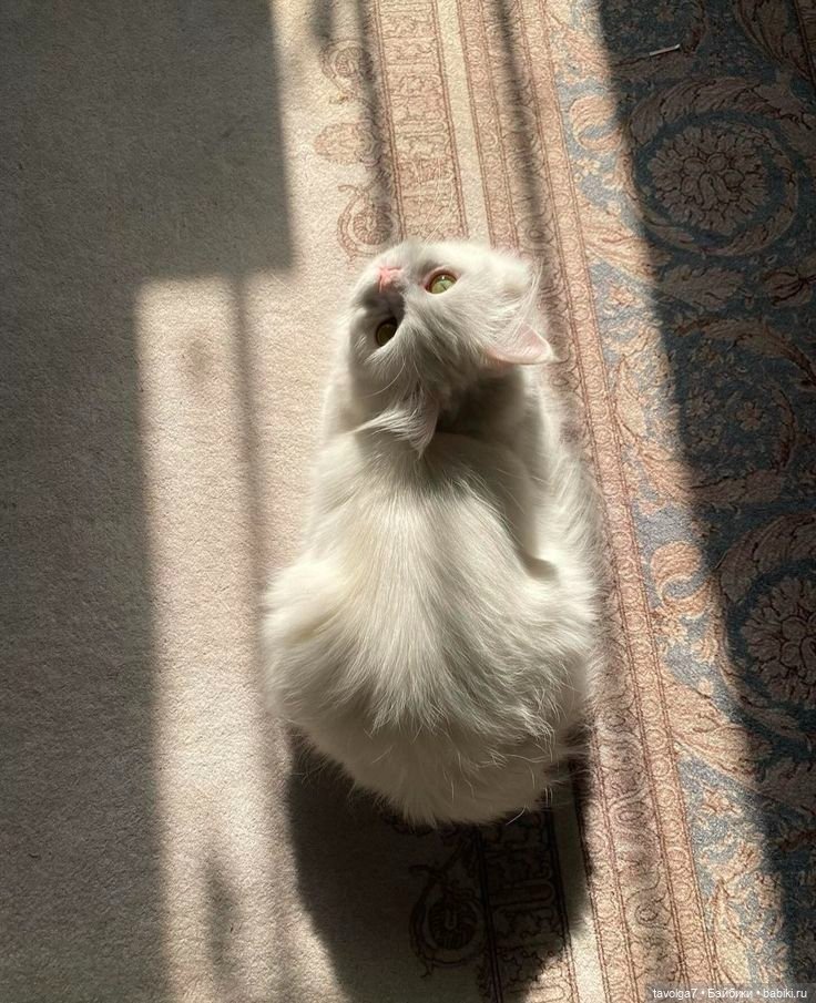 Цвет 2026 от Pantone Cloud Dancer