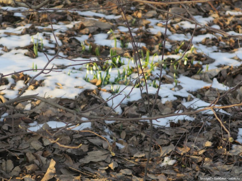 Имболк — Азиатские виниловые куклы (разное): Китай