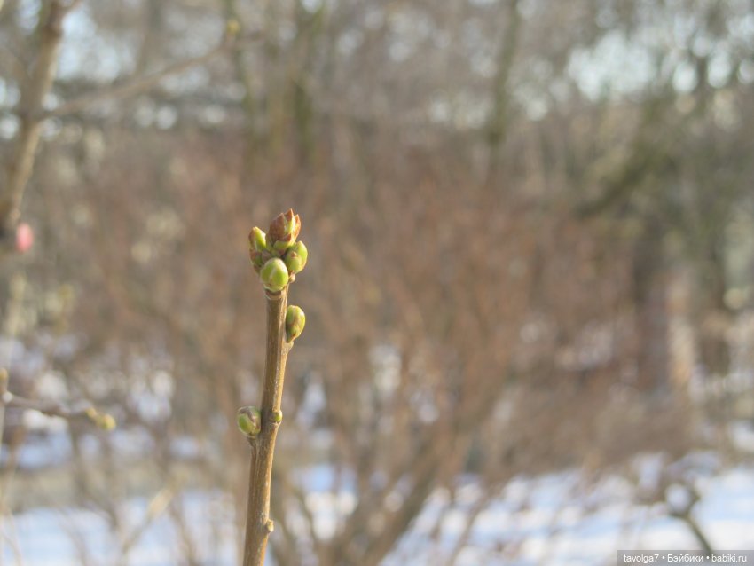 Имболк — Азиатские виниловые куклы (разное): Китай