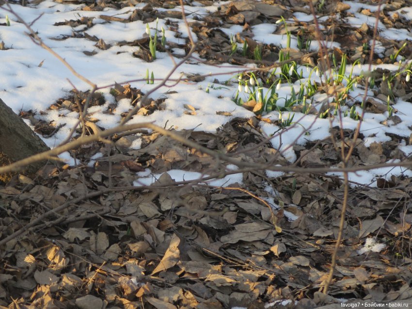 Имболк — Азиатские виниловые куклы (разное): Китай