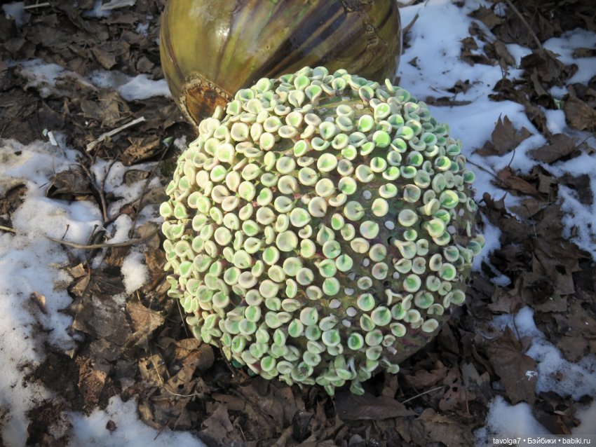 Имболк — Азиатские виниловые куклы (разное): Китай (фото 3)