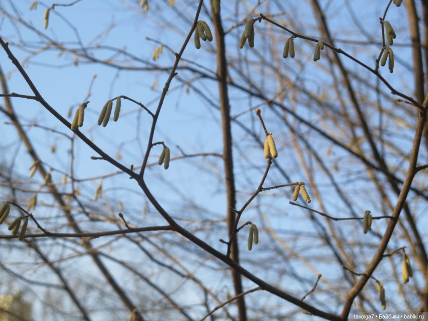 Имболк — Азиатские виниловые куклы (разное): Китай