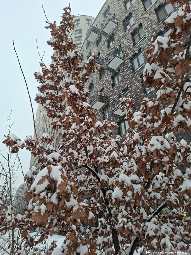 Снежный январь Кофейного Кота