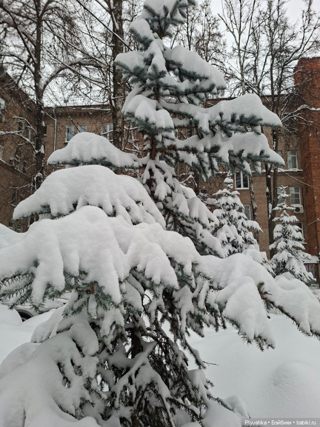 Снежный январь Кофейного Кота (фото 8)