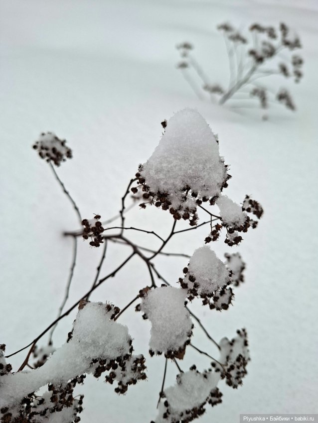Снежный январь Кофейного Кота (фото 2)