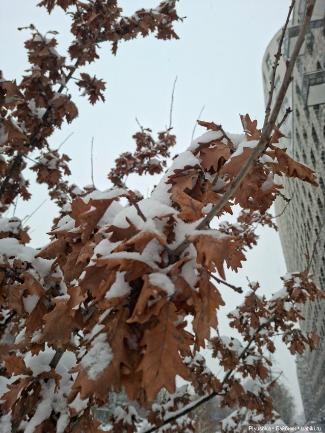 Снежный январь Кофейного Кота