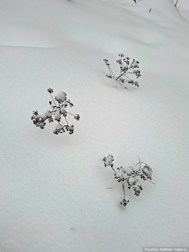 Снежный январь Кофейного Кота