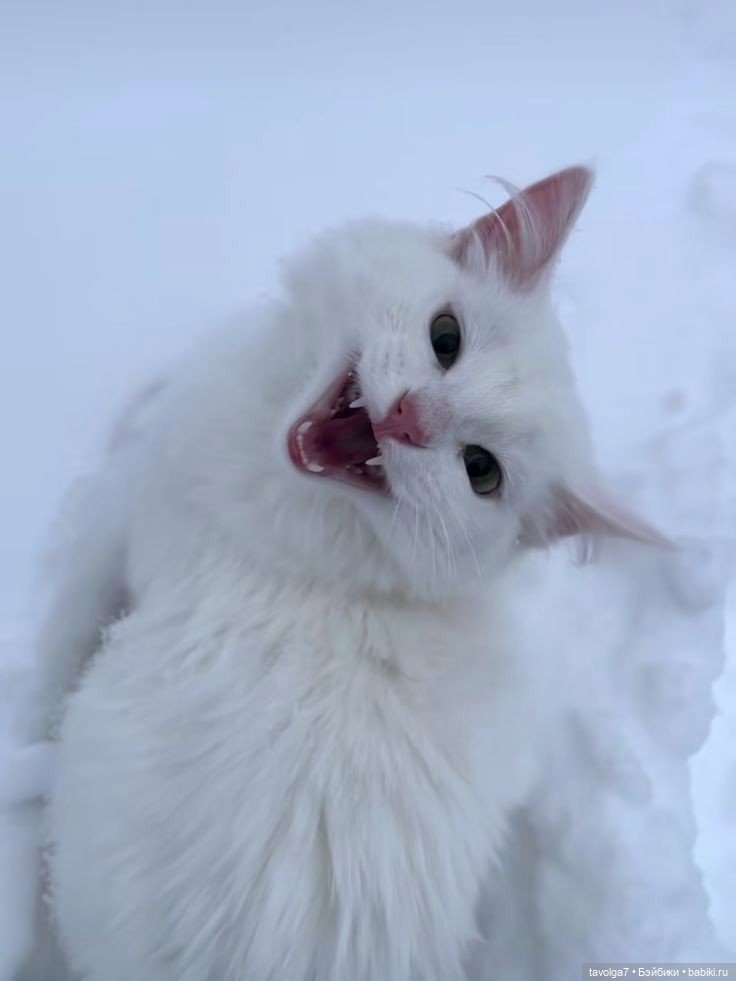 13 Оттенков белого — Культура