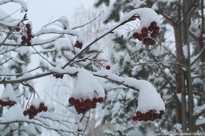 Зимняя прогулка Викторианской леди (фото 2)
