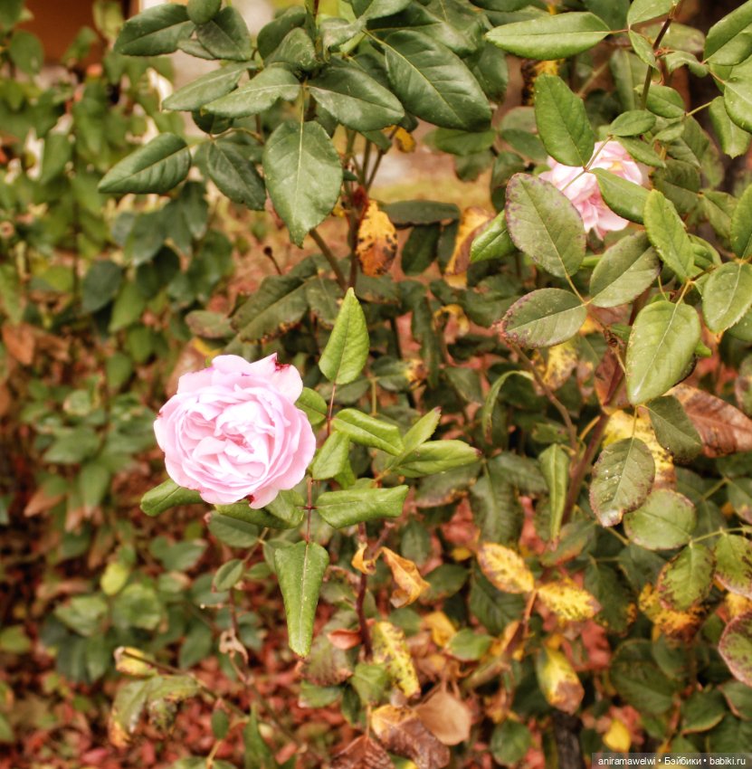 Саша и Женя. Прогулка в осеннем парке (фото 8)