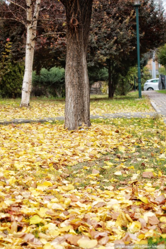 Саша и Женя. Прогулка в осеннем парке
