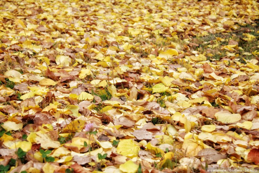 Саша и Женя. Прогулка в осеннем парке (фото 2)