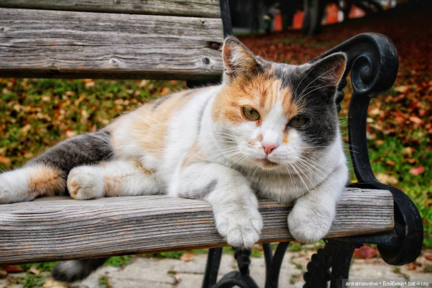 Саша и Женя. Прогулка в осеннем парке