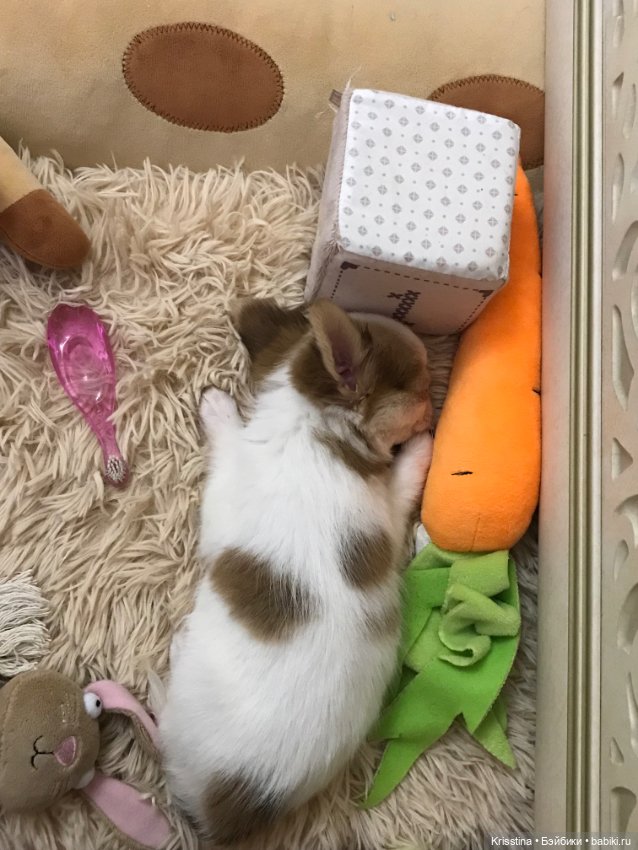 Любимый именинник 🎂 — Болталка и разговоры обо всем: жизнь