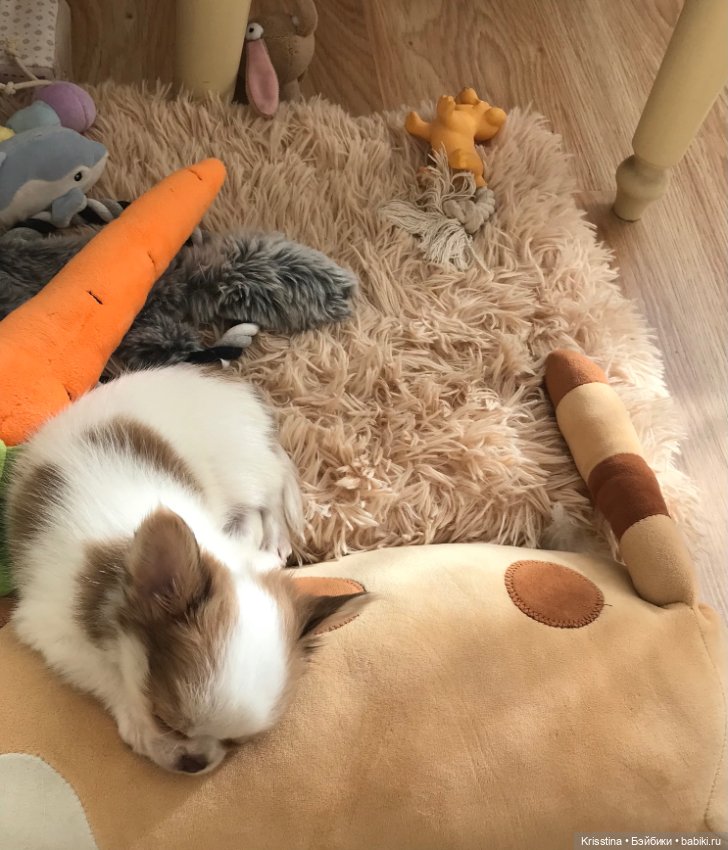 Любимый именинник 🎂 — Болталка и разговоры обо всем: жизнь