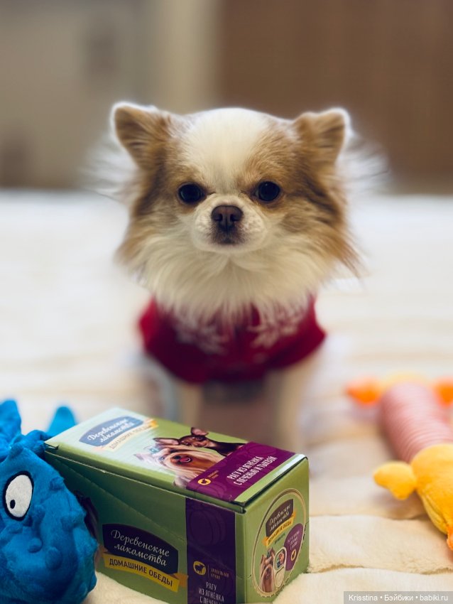 Любимый именинник 🎂 — Болталка и разговоры обо всем: жизнь (фото 2)