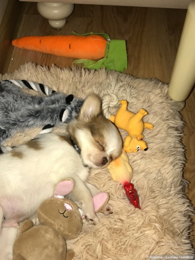 Любимый именинник 🎂 — Болталка и разговоры обо всем: жизнь