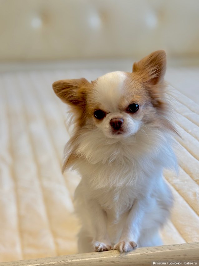 Любимый именинник 🎂 — Болталка и разговоры обо всем: жизнь (фото 7)