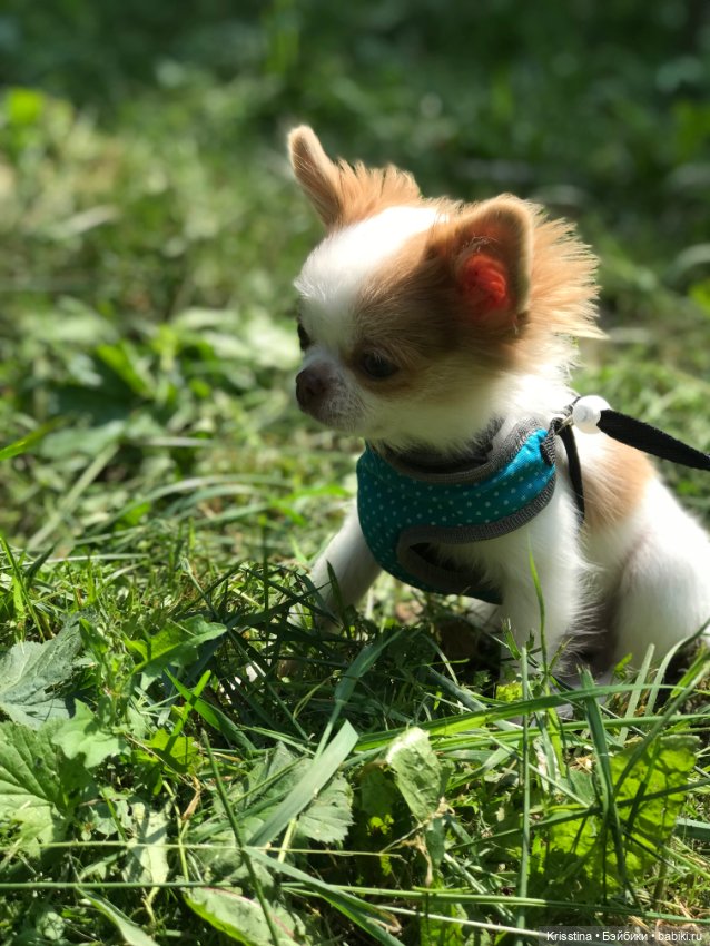Любимый именинник 🎂 — Болталка и разговоры обо всем: жизнь