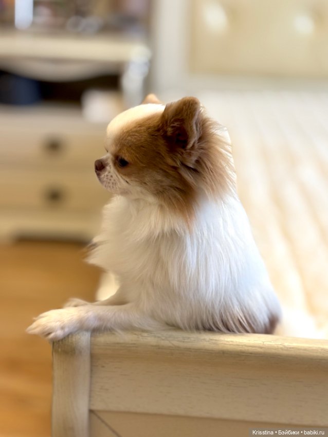 Любимый именинник 🎂 — Болталка и разговоры обо всем: жизнь (фото 6)