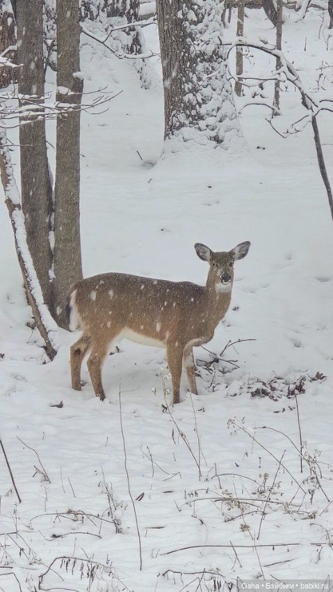 Авторские куклы BJD (БЖД) у нас дома: фото (фото 6)