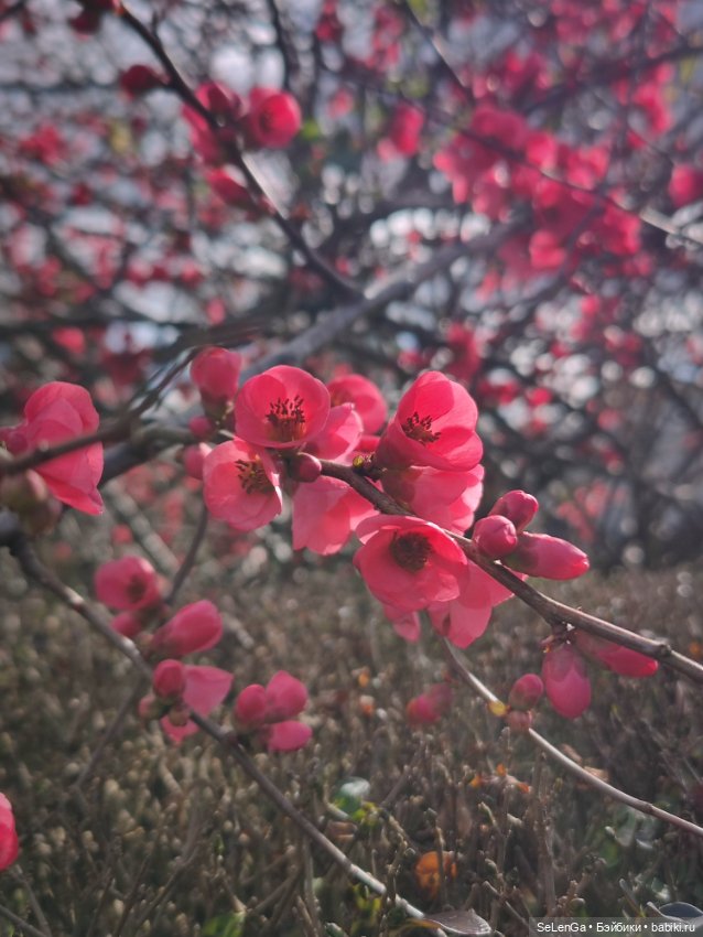 Барби Танго из набора You create barbie basic neutral kit 002