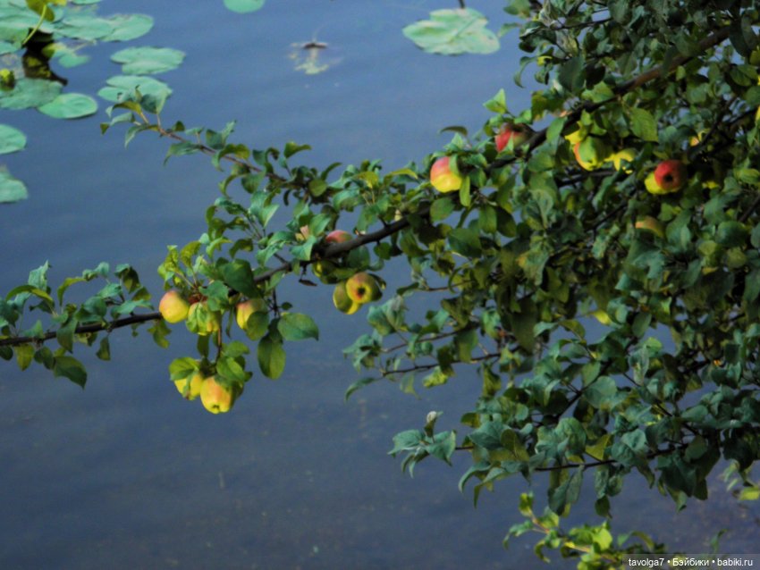 "Яблоко от яблони, яблоко от яблони..."