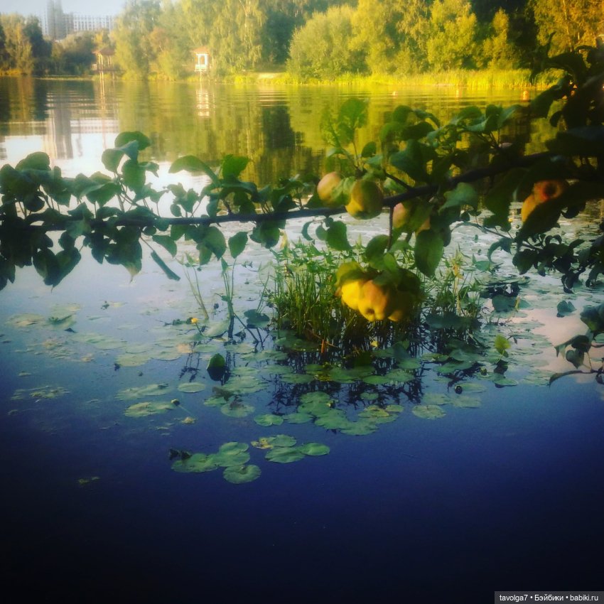 "Яблоко от яблони, яблоко от яблони..." (фото 4)