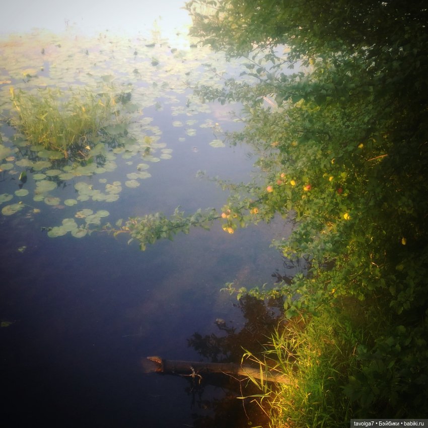 "Яблоко от яблони, яблоко от яблони..." (фото 2)