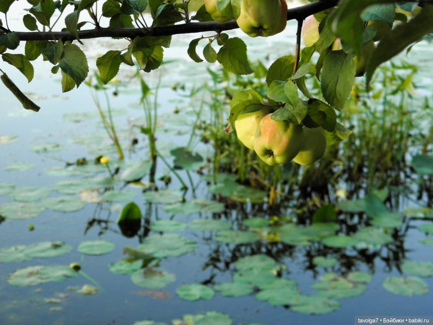 "Яблоко от яблони, яблоко от яблони..."