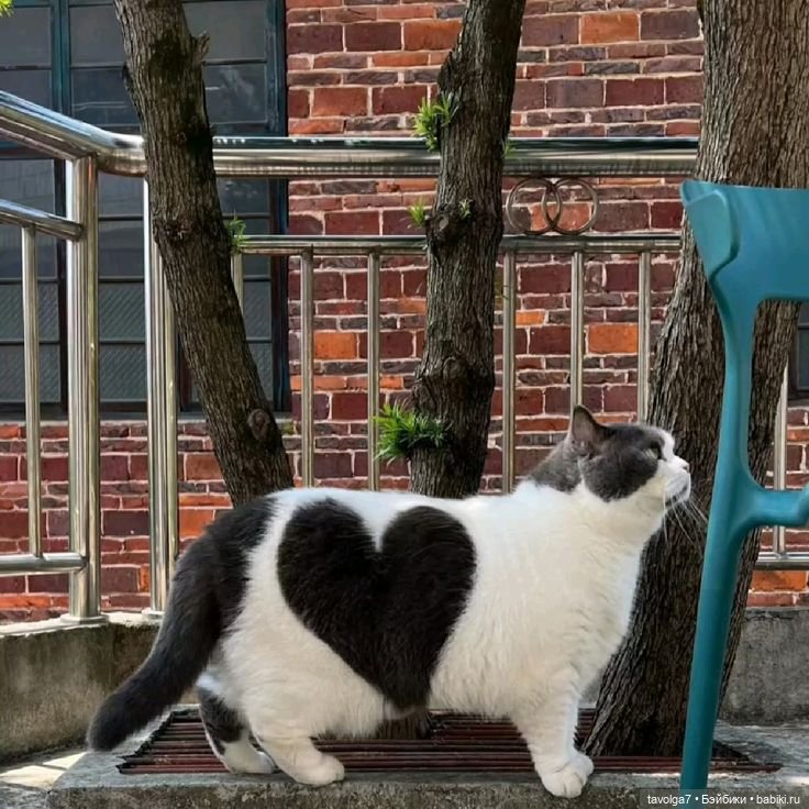 Сердечное - от холодного к тёплому