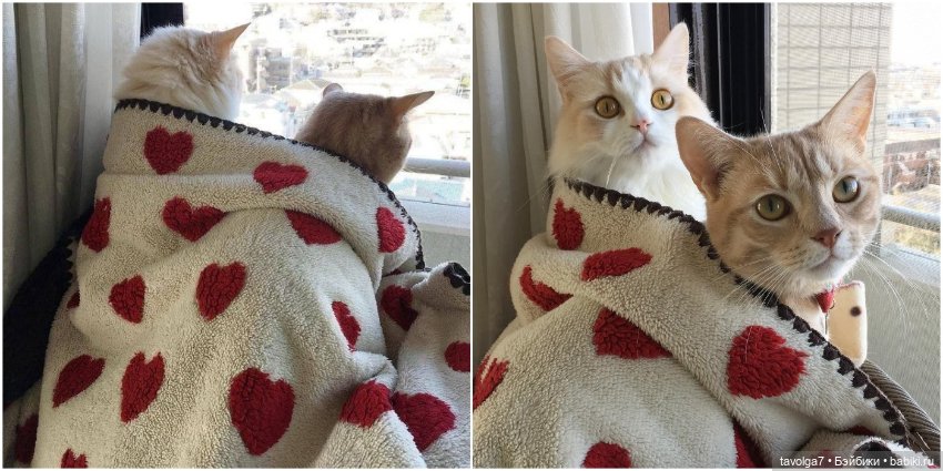 Сердечное - от холодного к тёплому