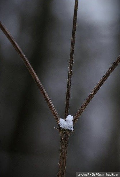 Сердечное - от холодного к тёплому (фото 2)