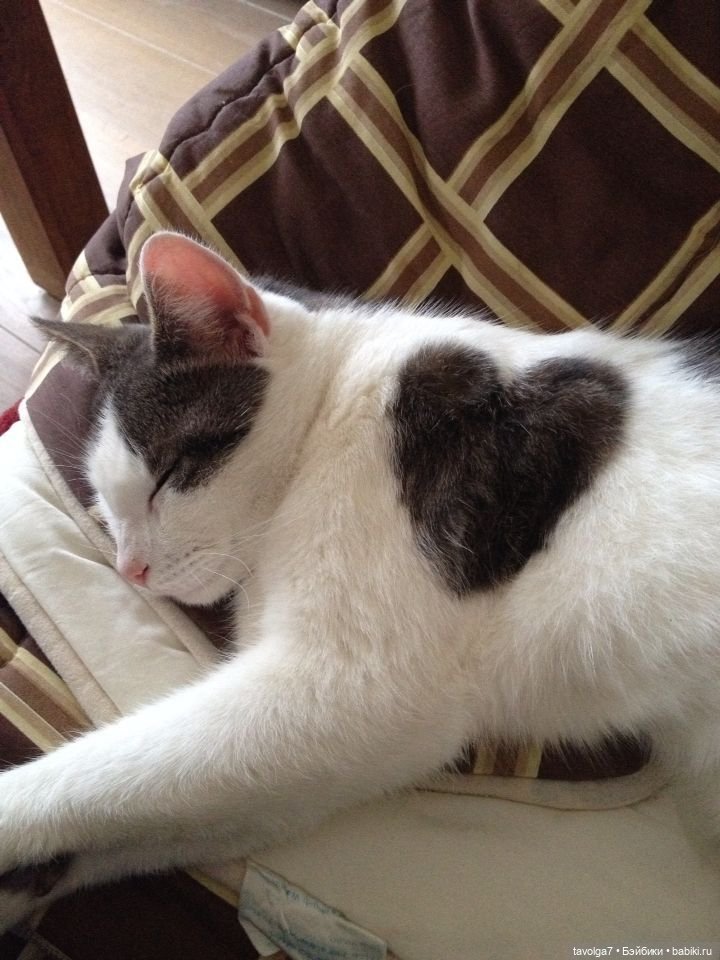 Сердечное - от холодного к тёплому