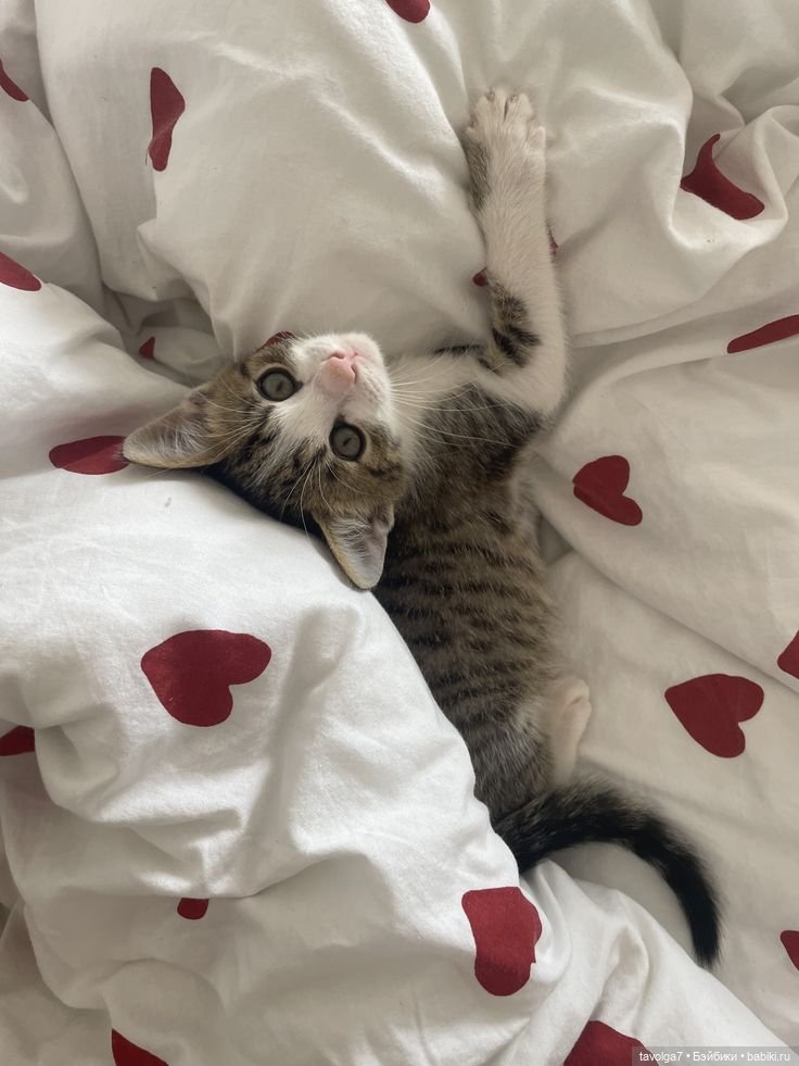 Сердечное - от холодного к тёплому