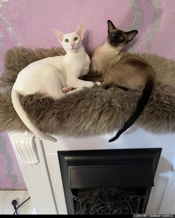 Немного о Елене Юнссон — Болталка и разговоры обо всем: жизнь (фото 3)