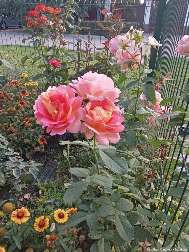 100 лет Дэвиду Остину. Розы и куклы (фото 2)