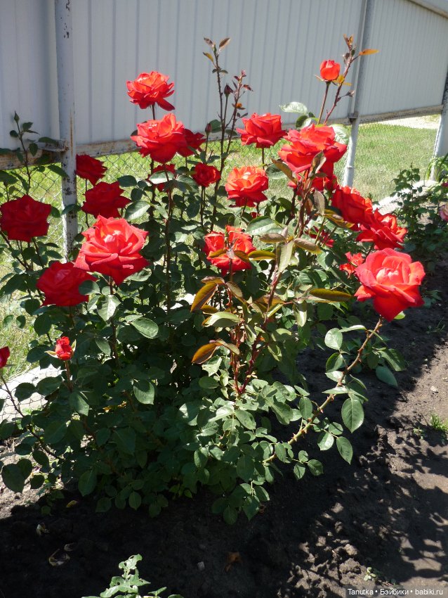 100 лет Дэвиду Остину. Розы и куклы (фото 4)