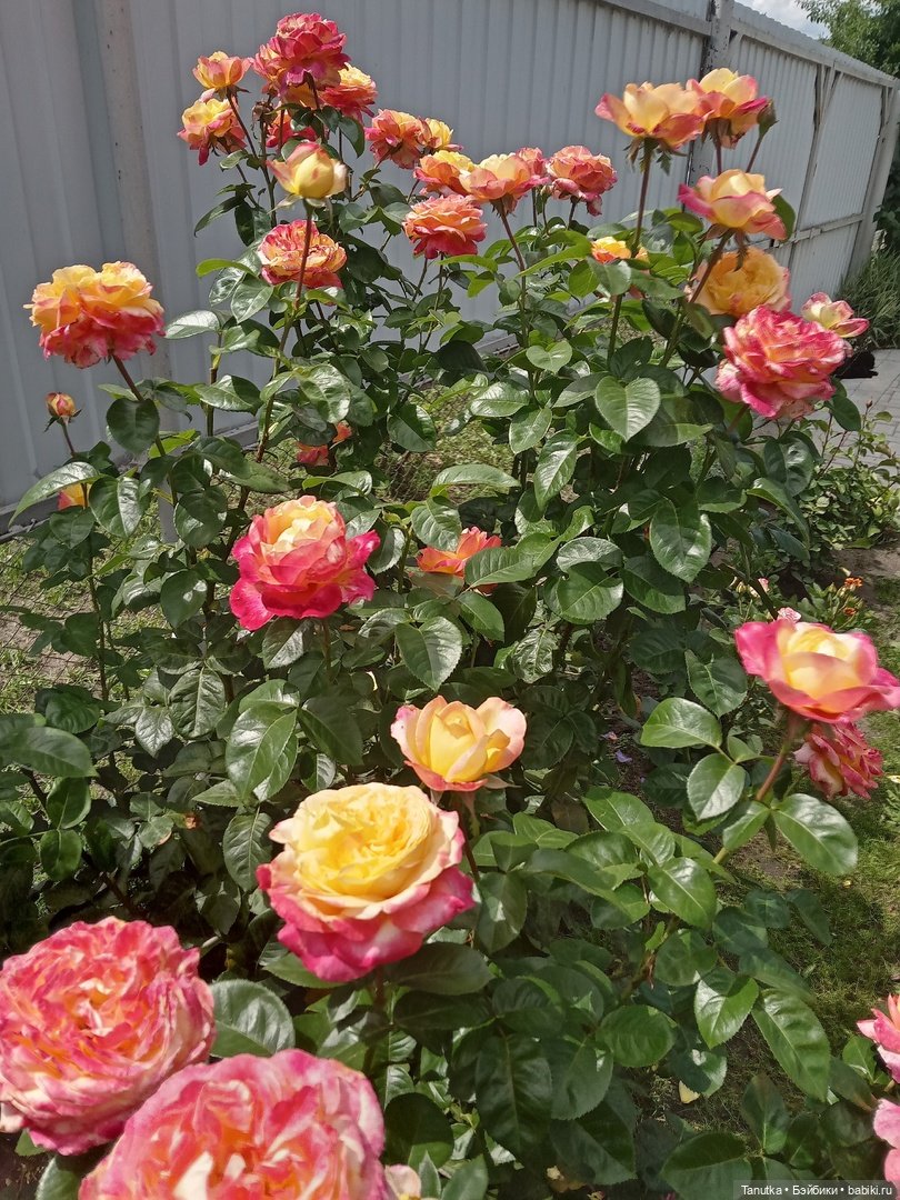 100 лет Дэвиду Остину. Розы и куклы (фото 10)