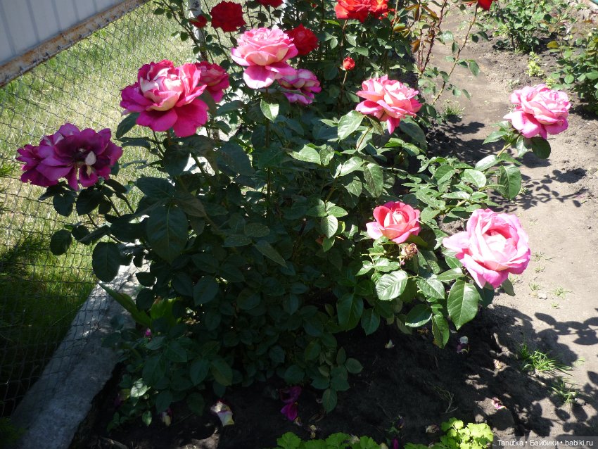 100 лет Дэвиду Остину. Розы и куклы