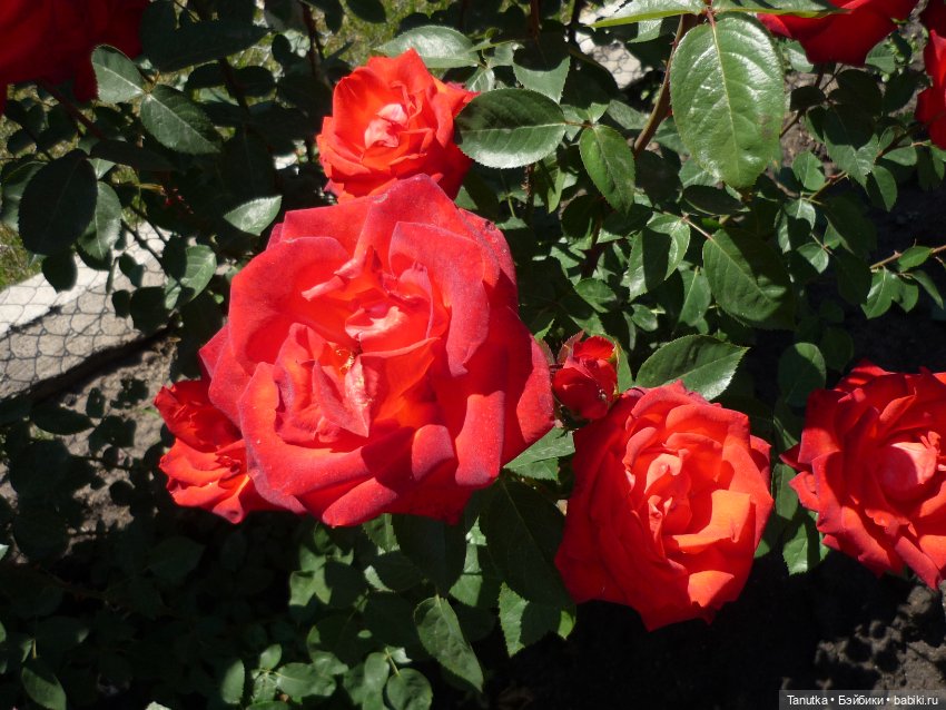 100 лет Дэвиду Остину. Розы и куклы