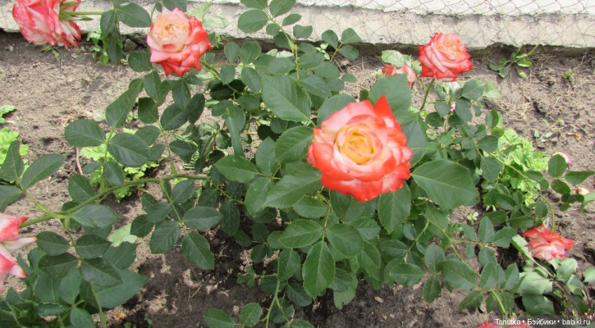 100 лет Дэвиду Остину. Розы и куклы (фото 8)