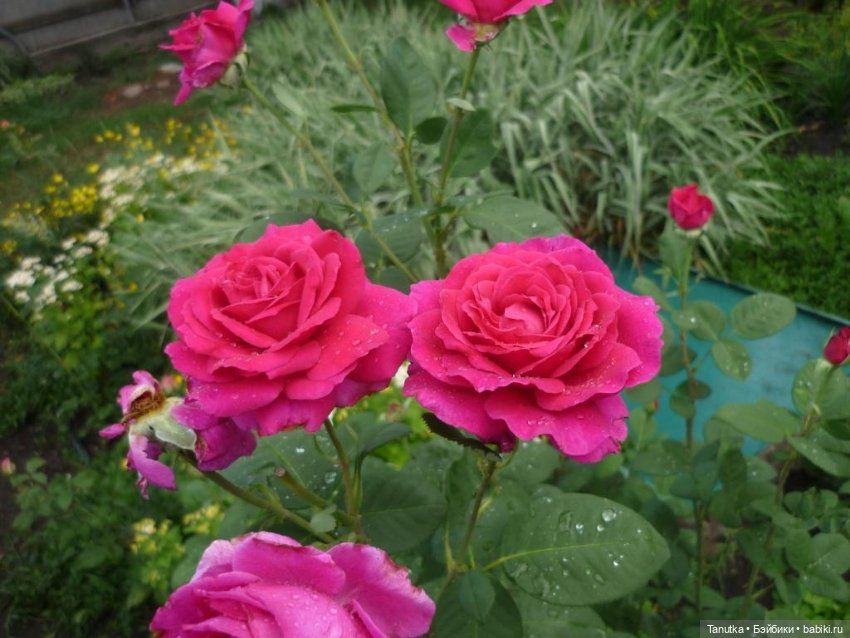 100 лет Дэвиду Остину. Розы и куклы (фото 6)