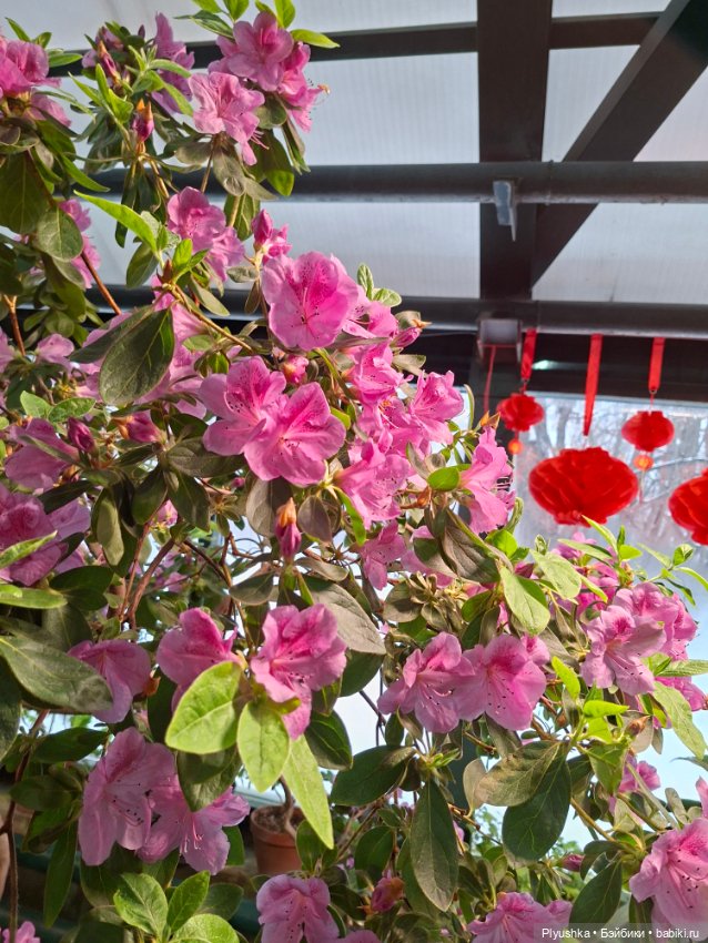 Китайский Новый год — Куклы и тела UFdoll (ЮФдолл): Blind Box (фото 9)