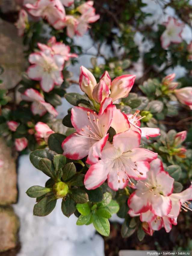 Китайский Новый год — Куклы и тела UFdoll (ЮФдолл): Blind Box