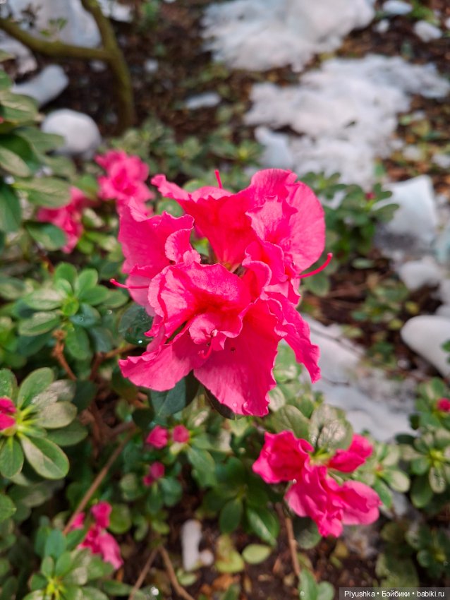 Китайский Новый год — Куклы и тела UFdoll (ЮФдолл): Blind Box (фото 10)