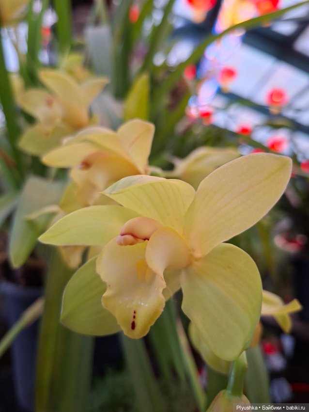 Китайский Новый год — Куклы и тела UFdoll (ЮФдолл): Blind Box (фото 3)