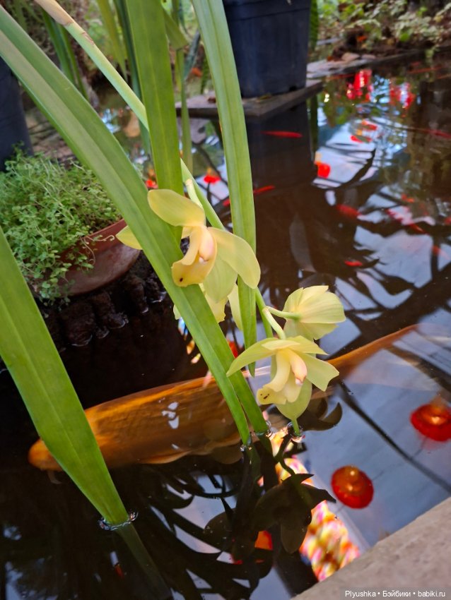 Китайский Новый год — Куклы и тела UFdoll (ЮФдолл): Blind Box (фото 2)