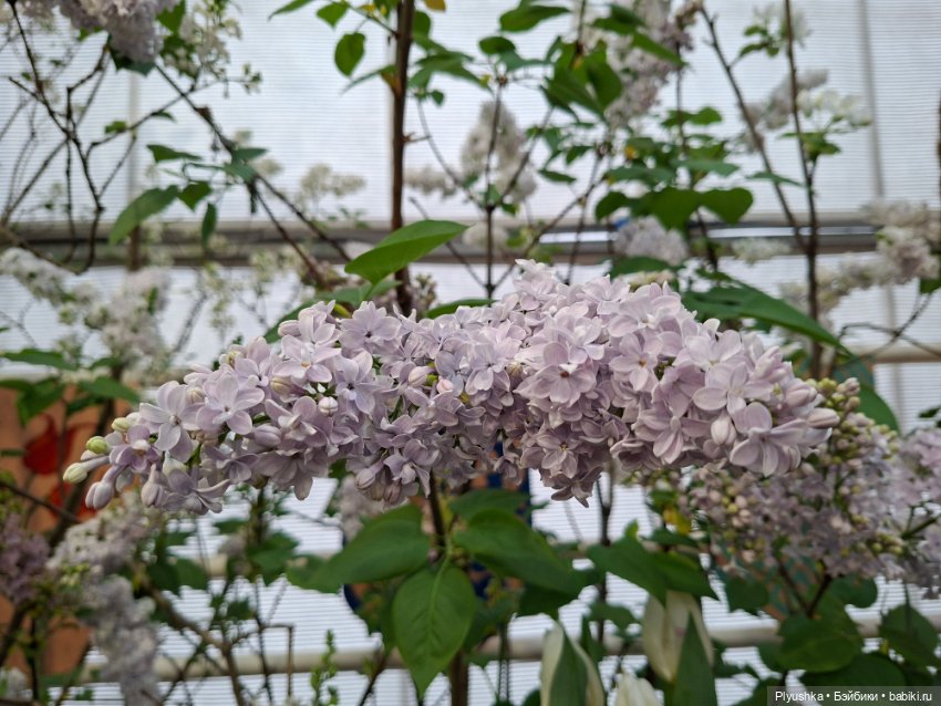 "Репетиция весны" ч.1, с Тутушоу