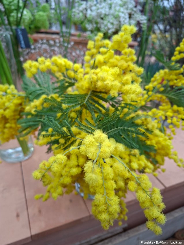 "Репетиция весны" ч.1, с Тутушоу (фото 8)